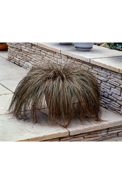 Осока `Bronze Perfection` як акцент серед багаторічників